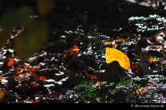 Herbst_017