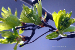 takeheed_fruehling