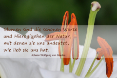 trauerkarten_3tw