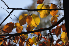 trauerkarten_herbstblaetter